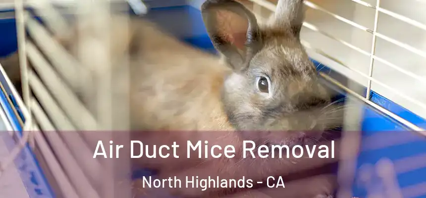 Air Duct Mice Removal North Highlands - CA